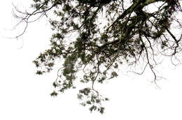Imagem de Juniperus procera Hochst. ex Endl.