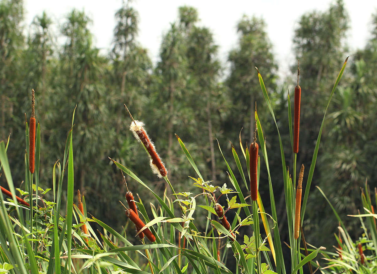 Image of Bulrush