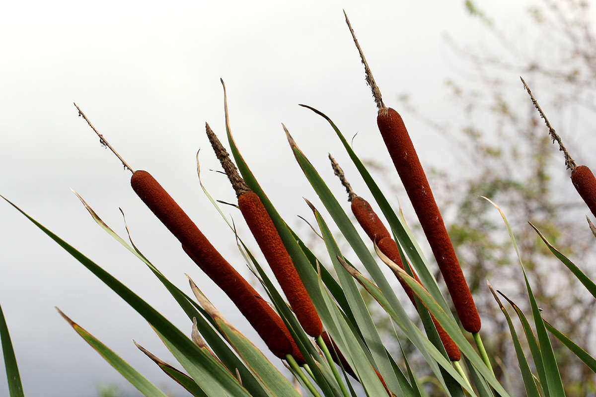 Image of Bulrush