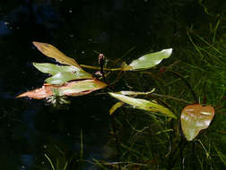 Image of pondweed