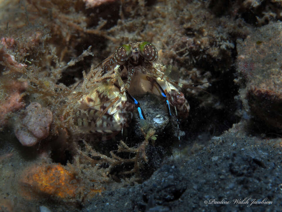 Image of Pseudosquilla ciliata