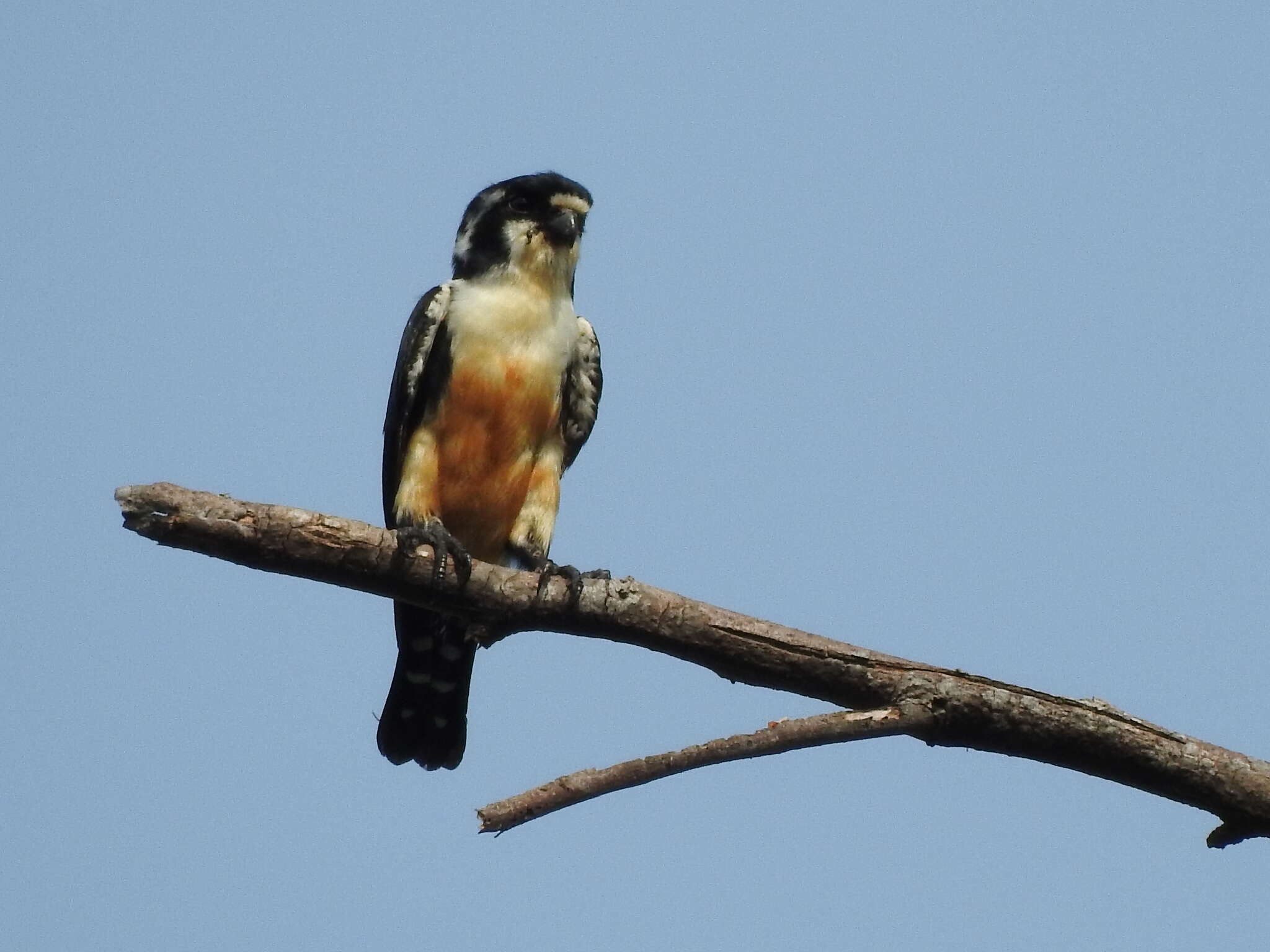 Image of Black-thighed Falconet