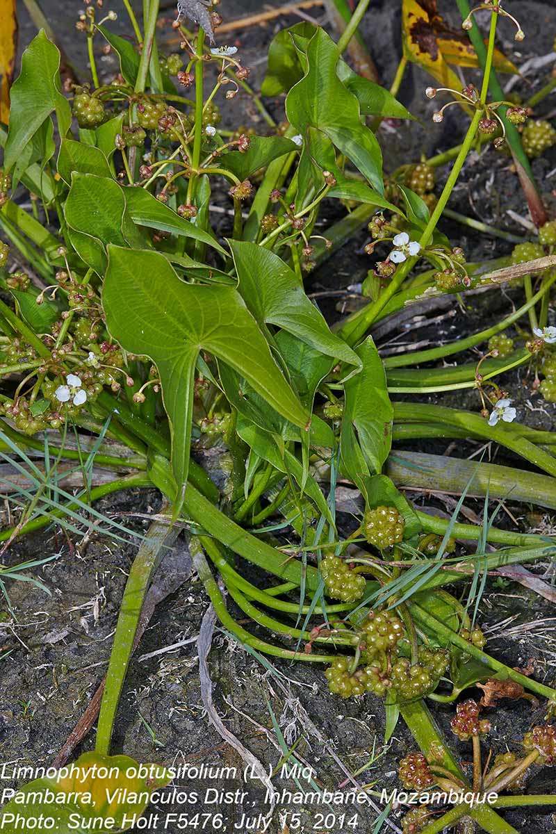 Image of Limnophyton