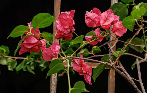 Слика од Bougainvillea