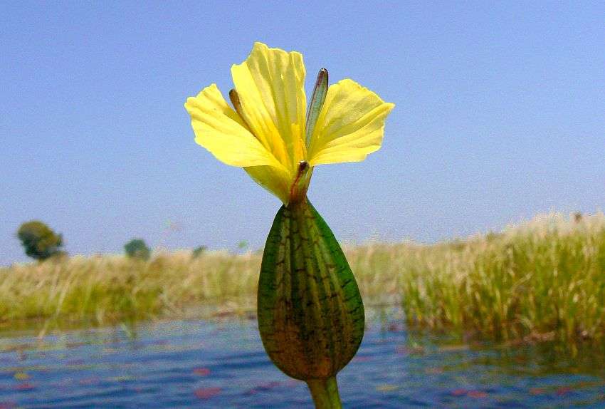 Image of Ottelia ulvifolia (Planch.) Walp.