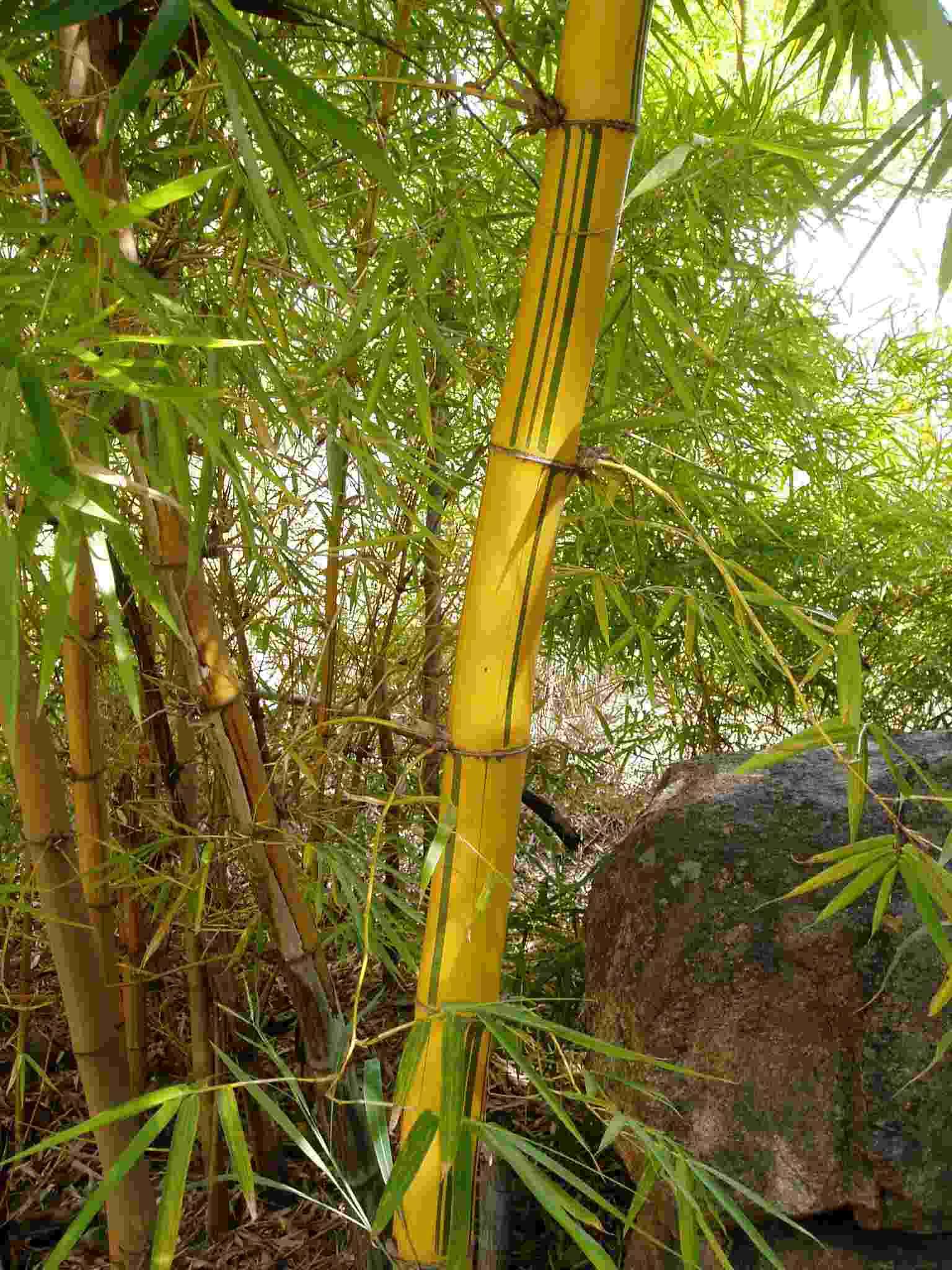 Image of bamboo