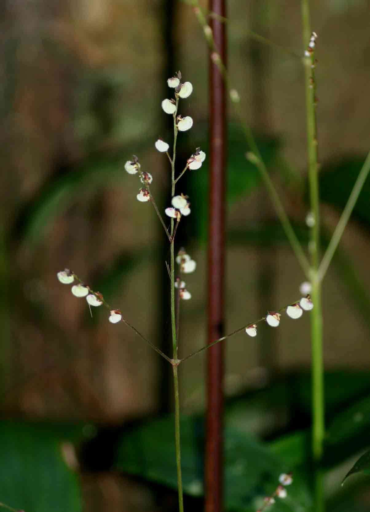 Leptaspis resmi