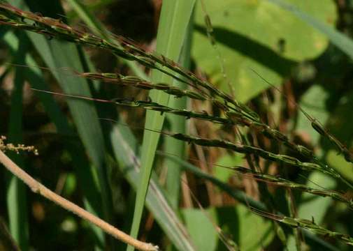 Image of rice