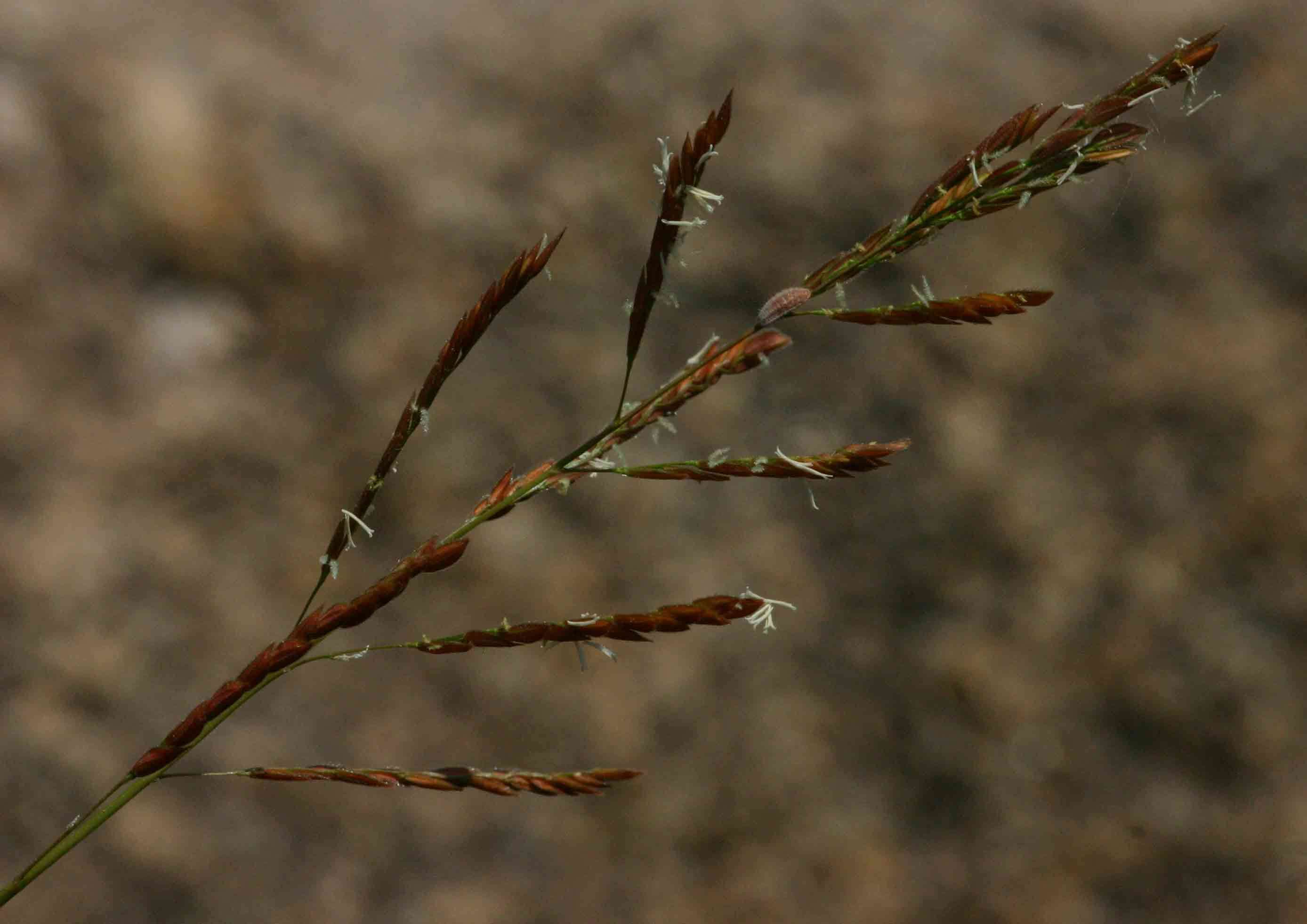 Image of cutgrass