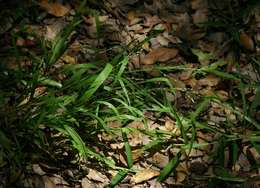 Image of veldtgrass