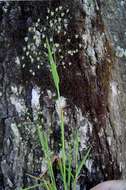 Image of Quaking Grasses