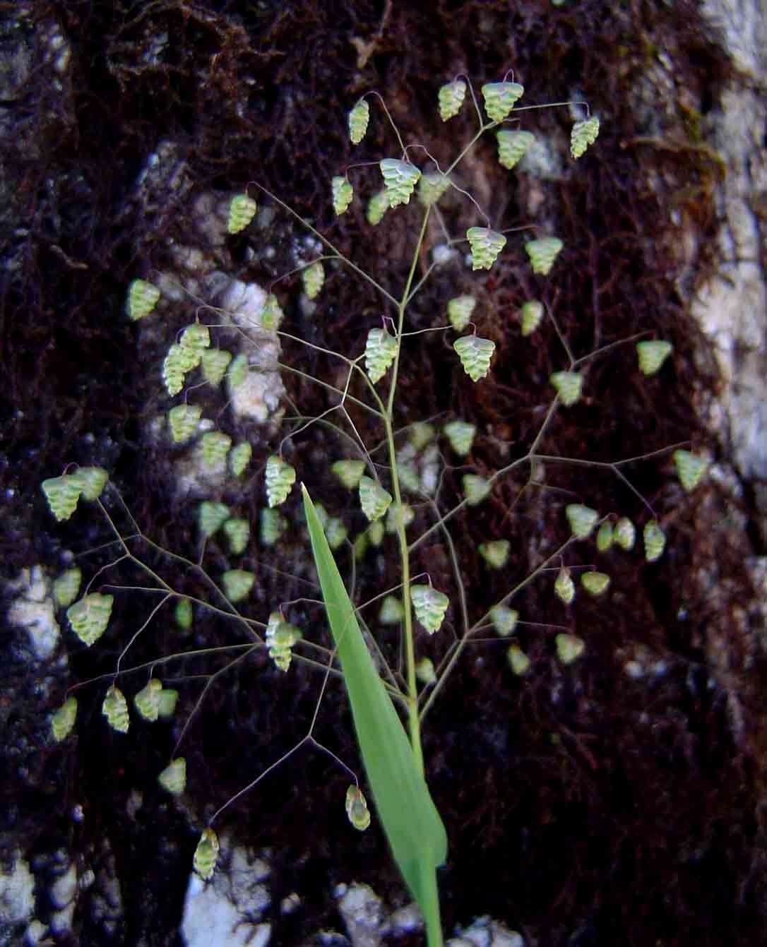 Image of Quaking Grasses