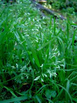 Image of Meadow Grasses