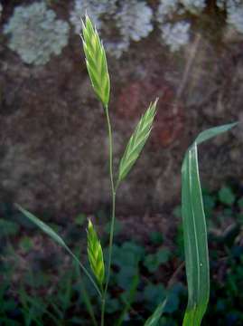 Image of brome