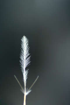 Image de Stipagrostis uniplumis (Licht.) De Winter