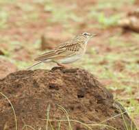 Image of Fawn-colored Lark