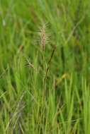 Image of Aristida congesta Roem. & Schult.