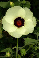 Hibiscus vitifolius L.的圖片