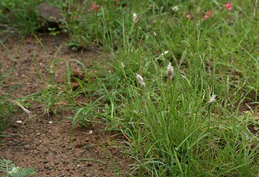 Image of feather pappusgrass