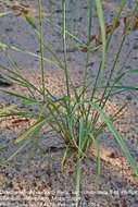 Image of viper grass