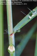 Image of viper grass