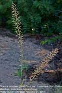 Image of viper grass