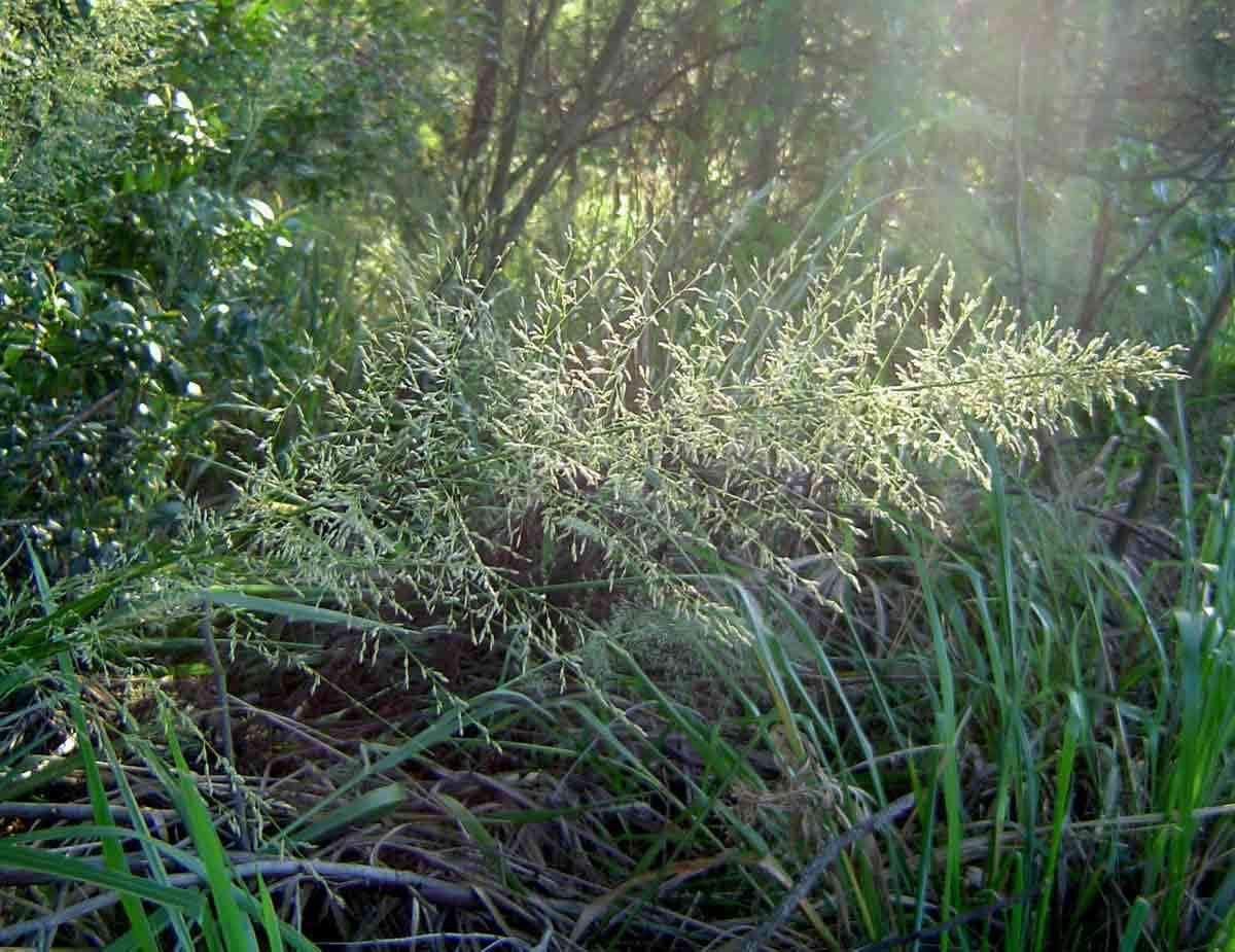 Image of lovegrass