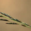 Image of Eragrostis aethiopica Chiov.