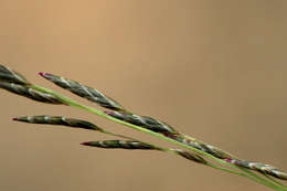 Image of lovegrass