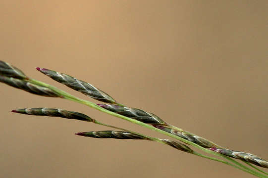 Image of lovegrass