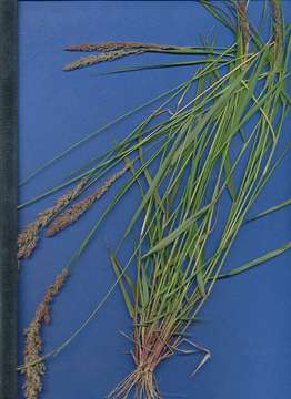 Слика од Eragrostis arenicola C. E. Hubb.