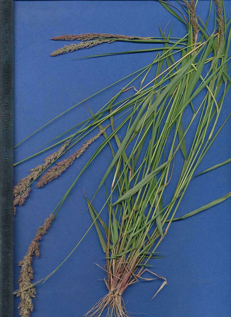 Plancia ëd Eragrostis arenicola C. E. Hubb.