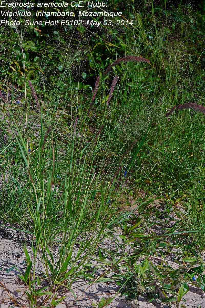 Plancia ëd Eragrostis arenicola C. E. Hubb.