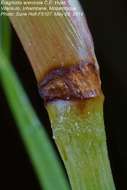 Plancia ëd Eragrostis arenicola C. E. Hubb.