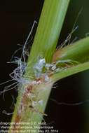 Plancia ëd Eragrostis arenicola C. E. Hubb.