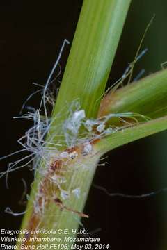 Слика од Eragrostis arenicola C. E. Hubb.