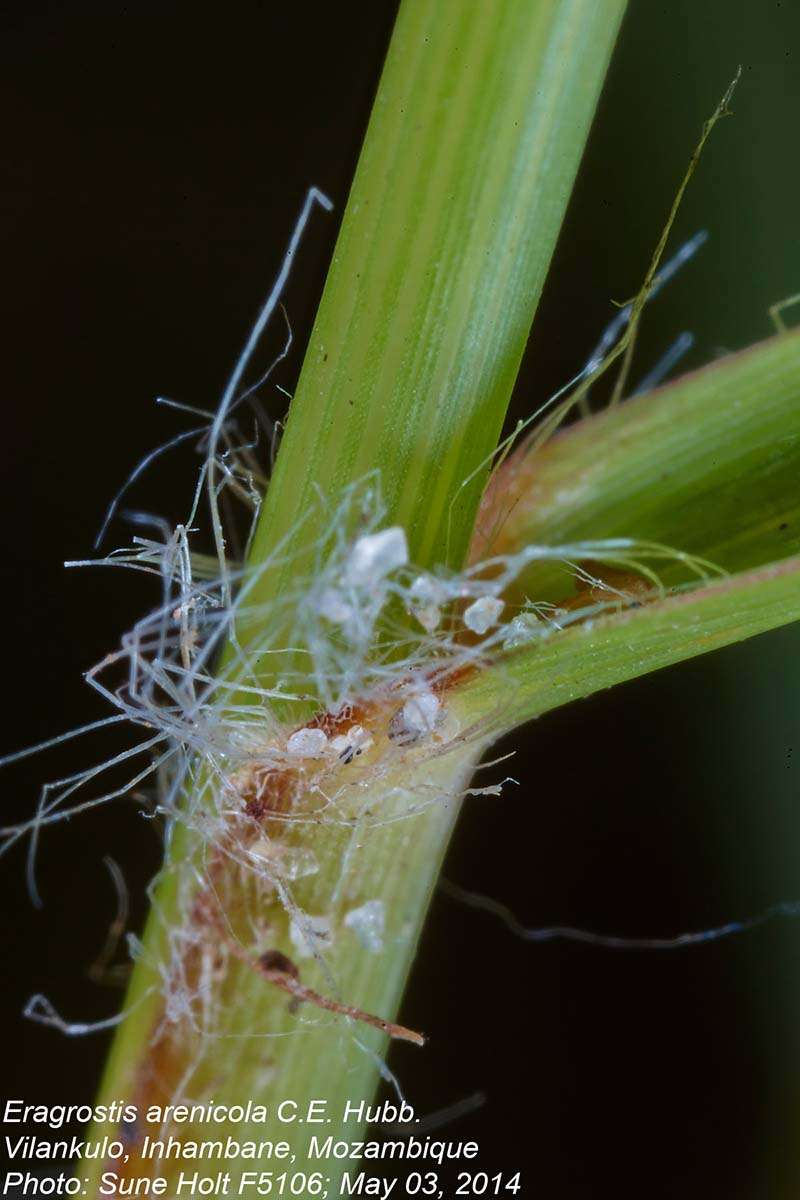 Plancia ëd Eragrostis arenicola C. E. Hubb.