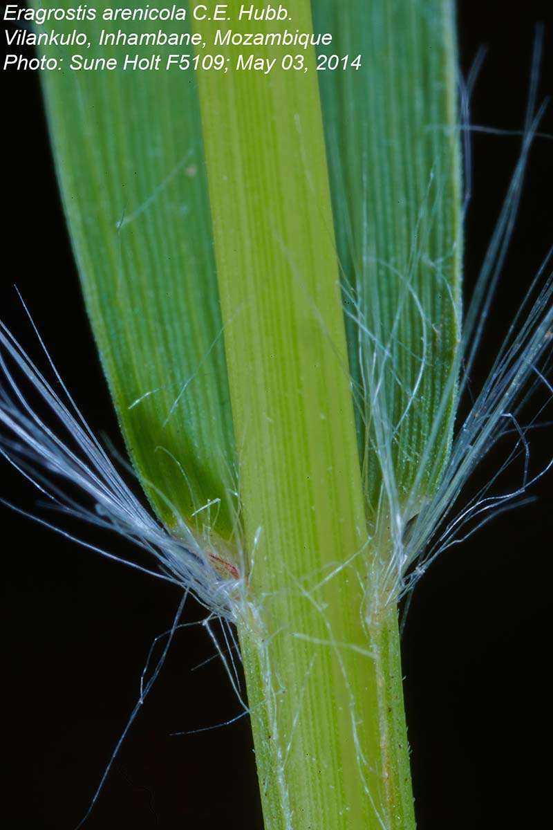 Plancia ëd Eragrostis arenicola C. E. Hubb.