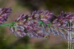 Plancia ëd Eragrostis arenicola C. E. Hubb.