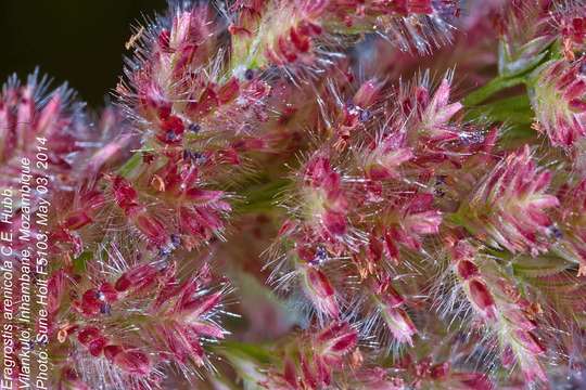 Слика од Eragrostis arenicola C. E. Hubb.