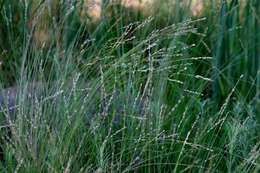 Plancia ëd Eragrostis capensis (Thunb.) Trin.