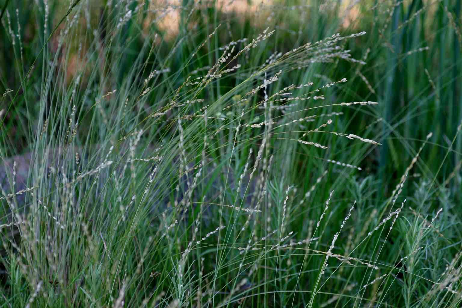 Plancia ëd Eragrostis capensis (Thunb.) Trin.