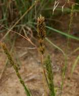 Image of Spiky love-grass