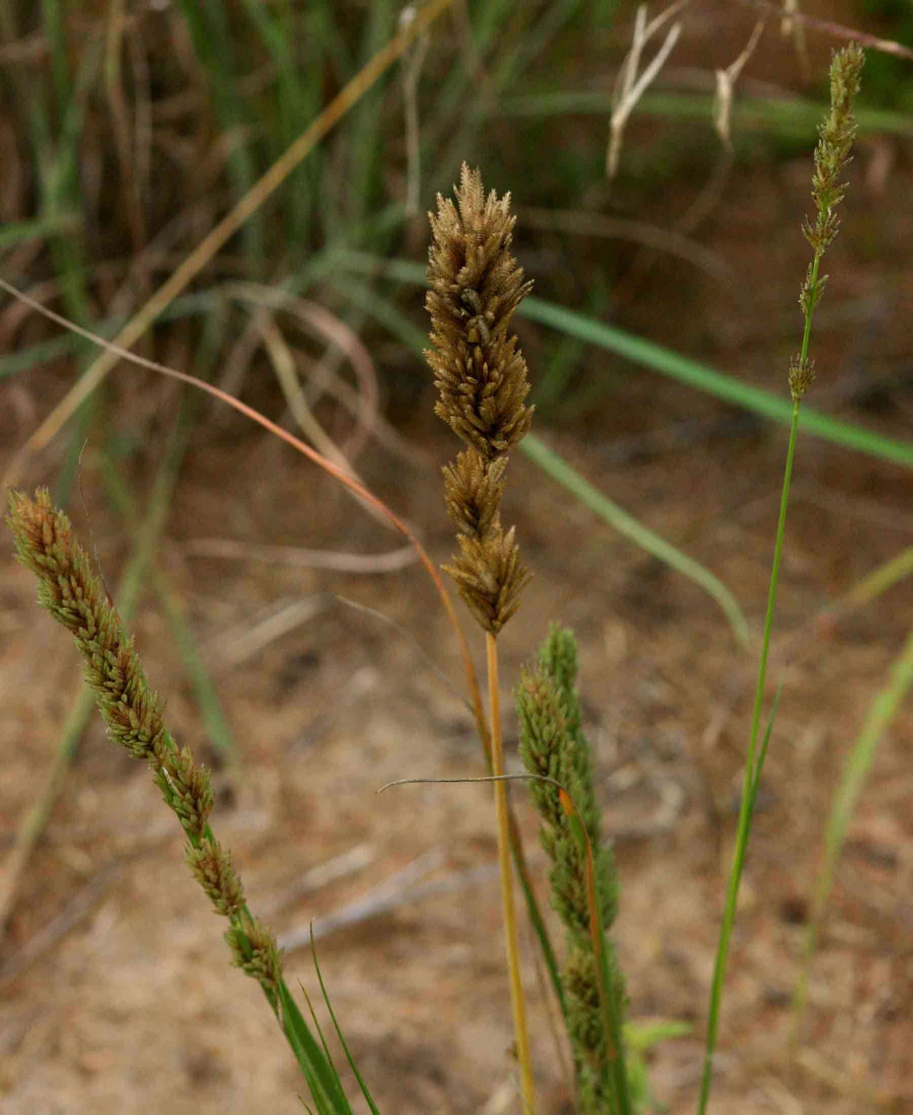 Image de Eragrostis chapelieri (Kunth) Nees