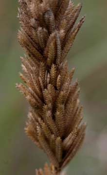 Image of Spiky love-grass