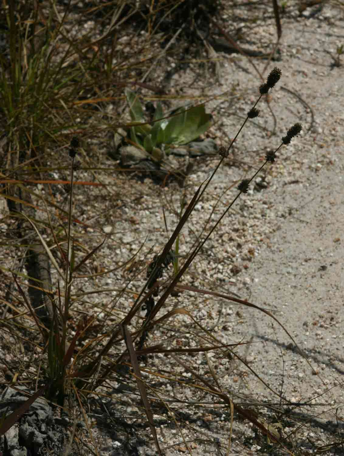 Sivun Eragrostis congesta Oliv. kuva