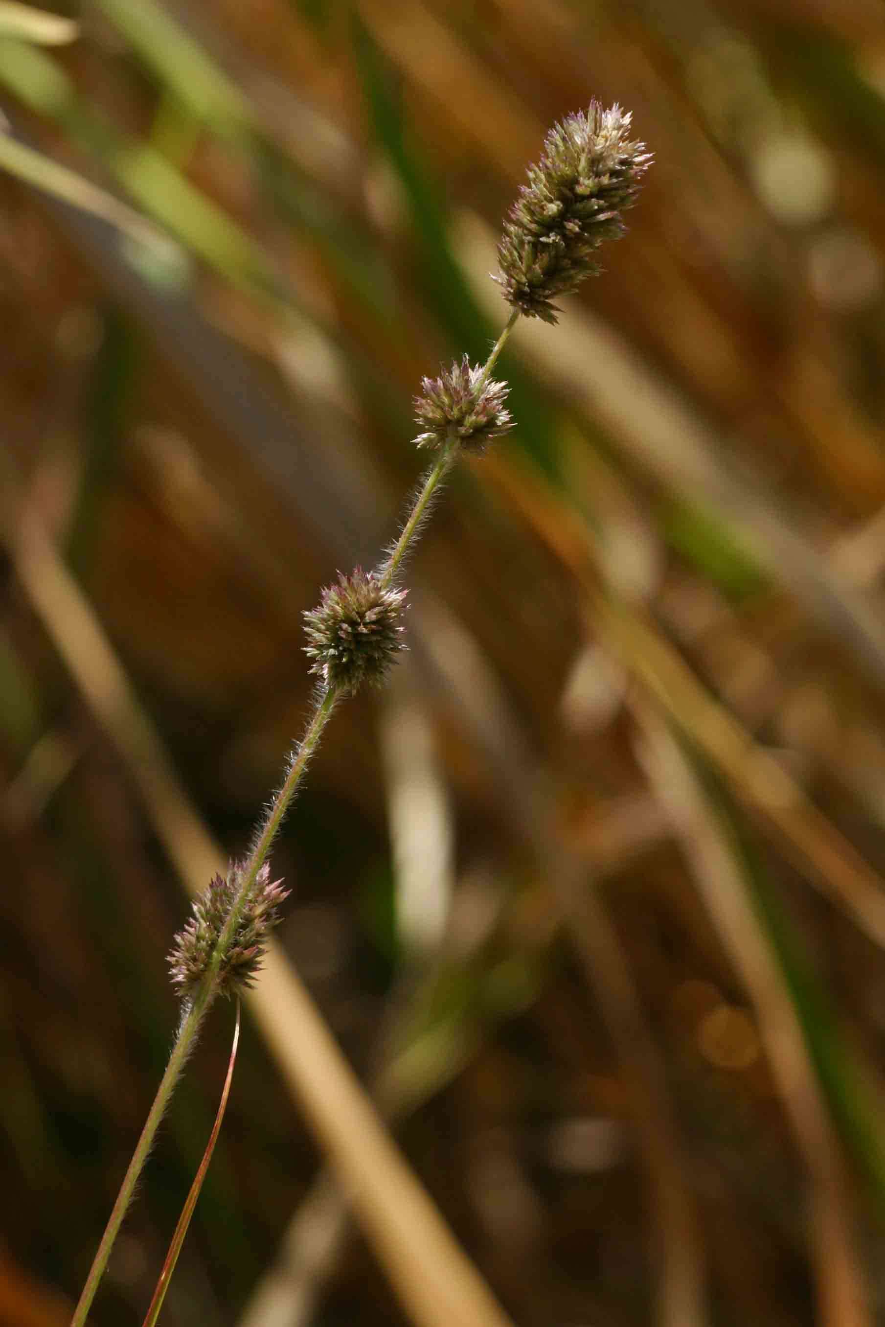 Image of Eragrostis congesta Oliv.