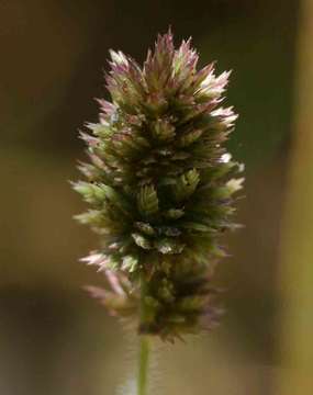 Image of Eragrostis congesta Oliv.