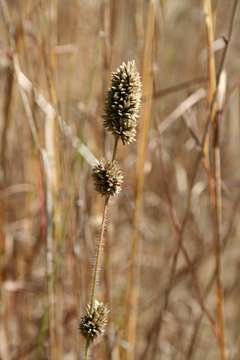 Sivun Eragrostis congesta Oliv. kuva