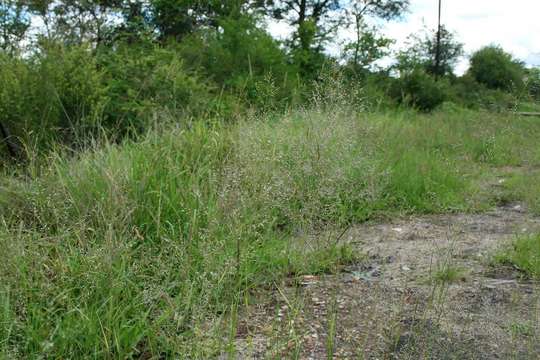 Sivun Eragrostis cylindriflora Hochst. kuva